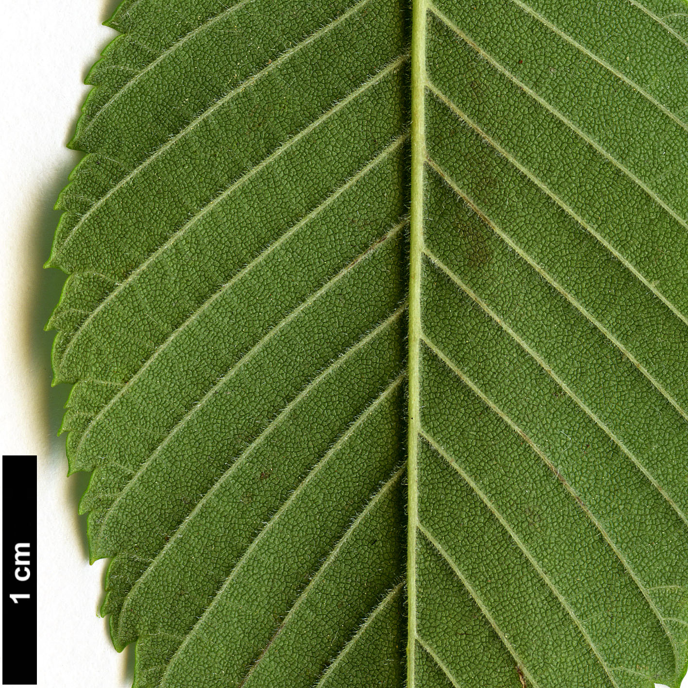 High resolution image: Family: Ulmaceae - Genus: Ulmus - Taxon: serotina